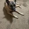 lokipup7